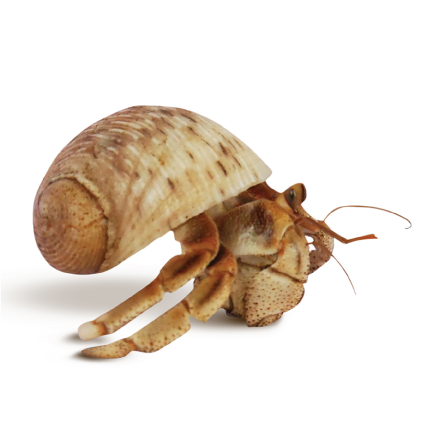 Hermit Crab Shell - Natural