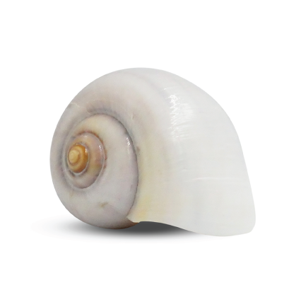 Hermit Crab Shell - Natural