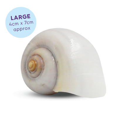 Hermit Crab Shell - Natural