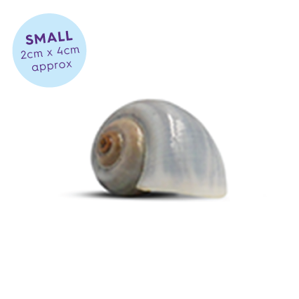 Hermit Crab Shell - Natural