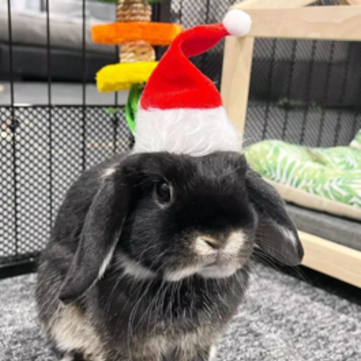 Bunny / Guinea Pig Christmas Santa Hat - X Small