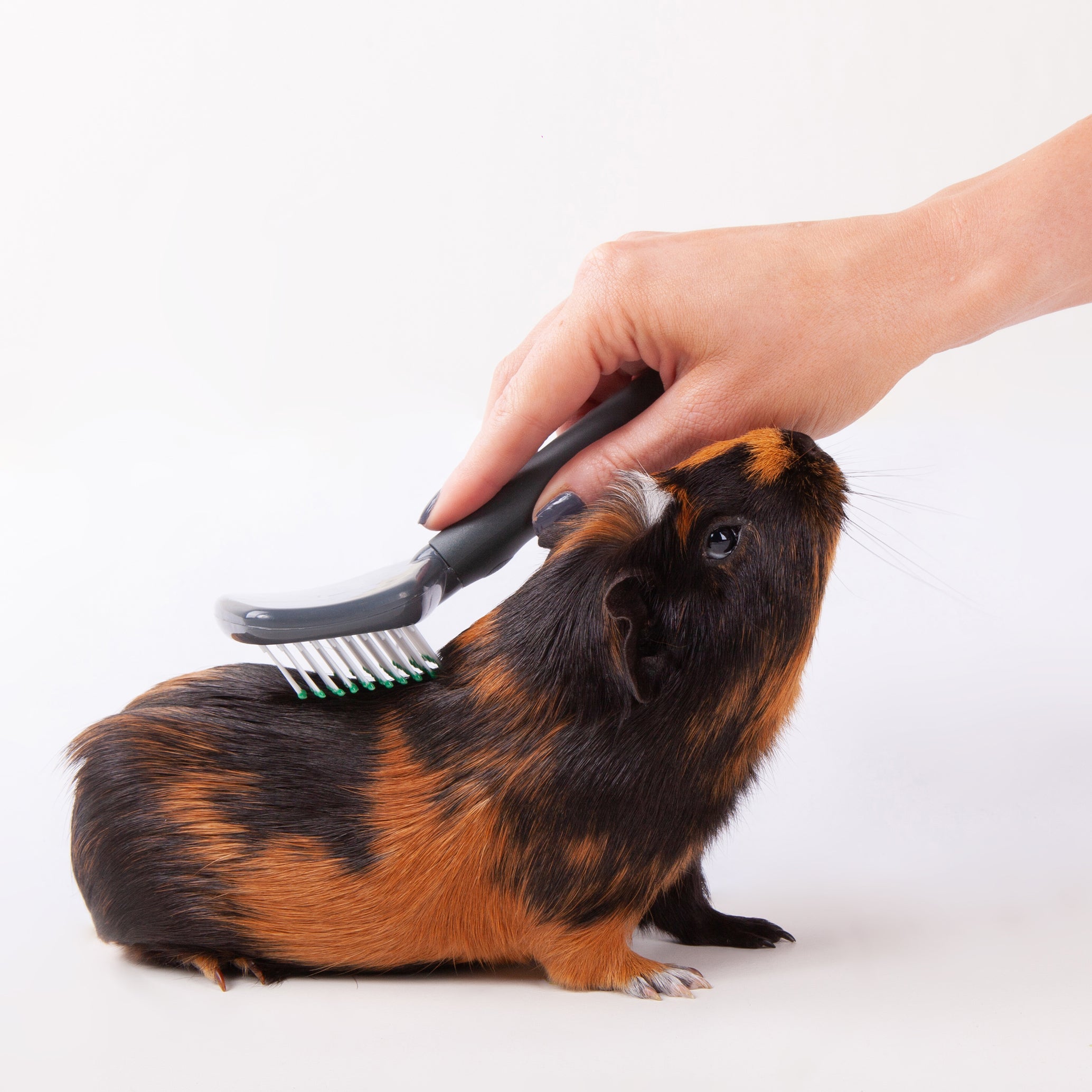 Guinea pig clearance brush