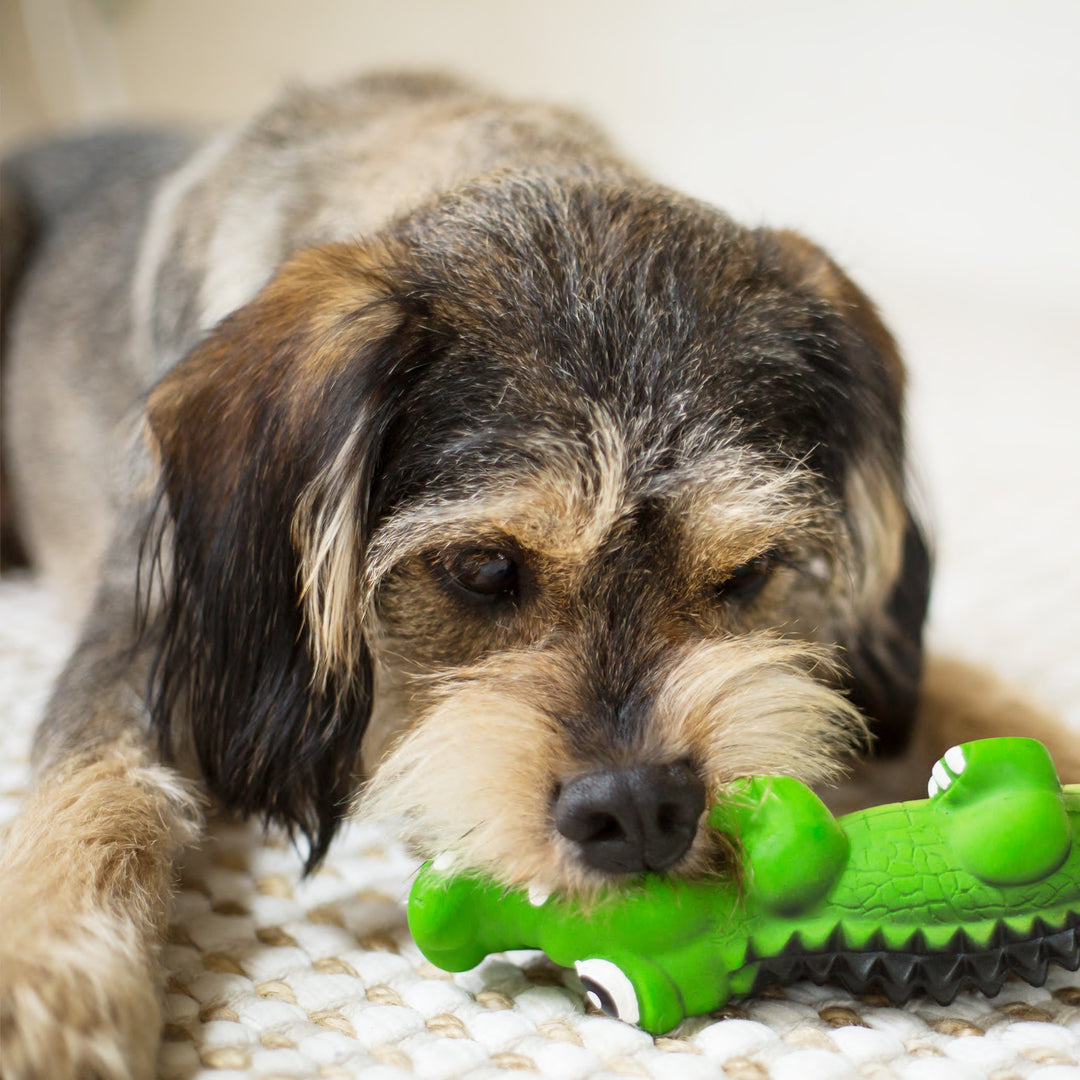 Cool Crocodile - Small - Kazoo Pet Co