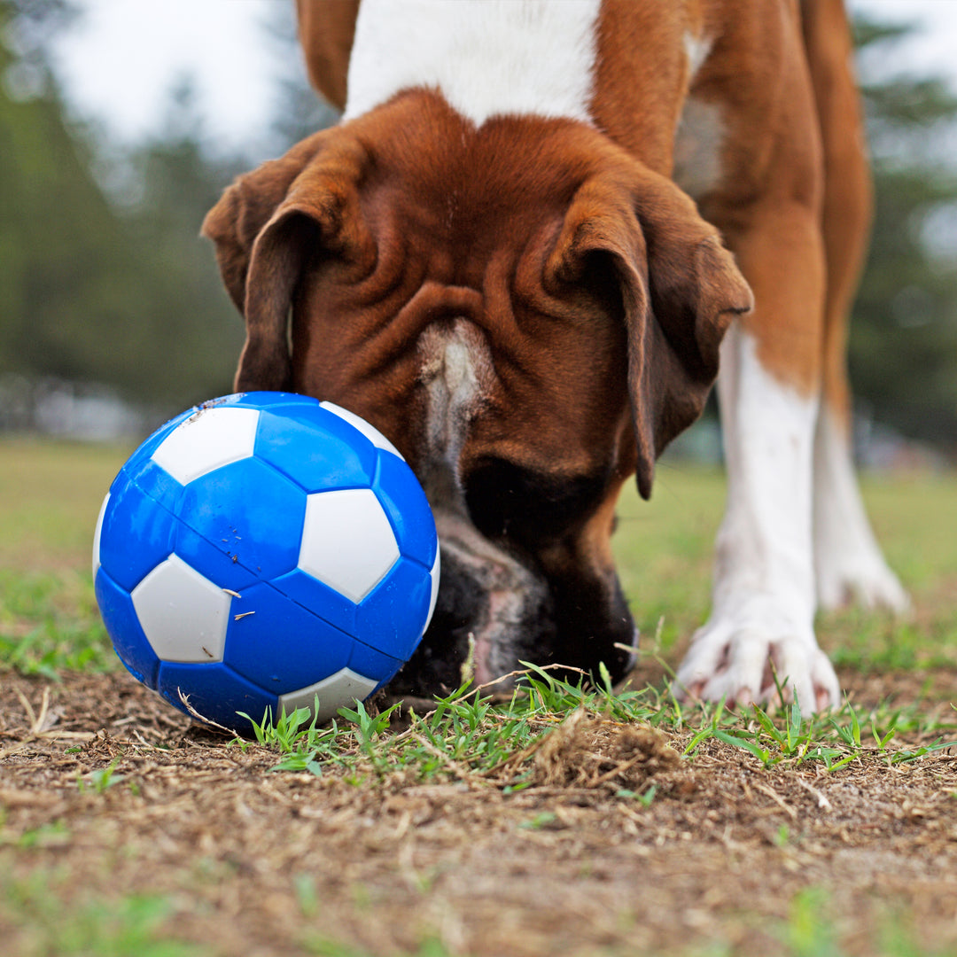 Soccer Treat Ball - Kazoo Pet Co