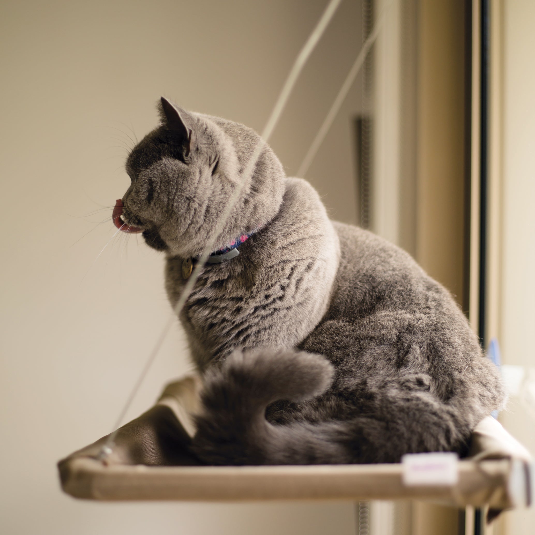 Kazoo store cat hammock