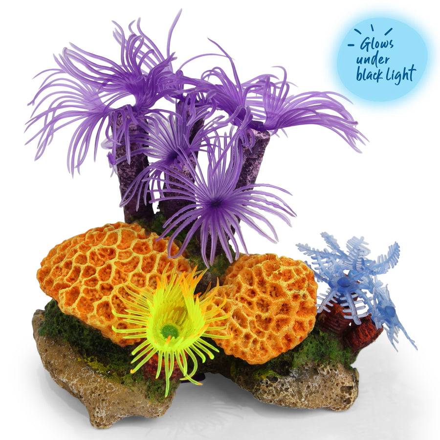 Purple Tunicate Coral Assorted - Small - Kazoo Pet Co