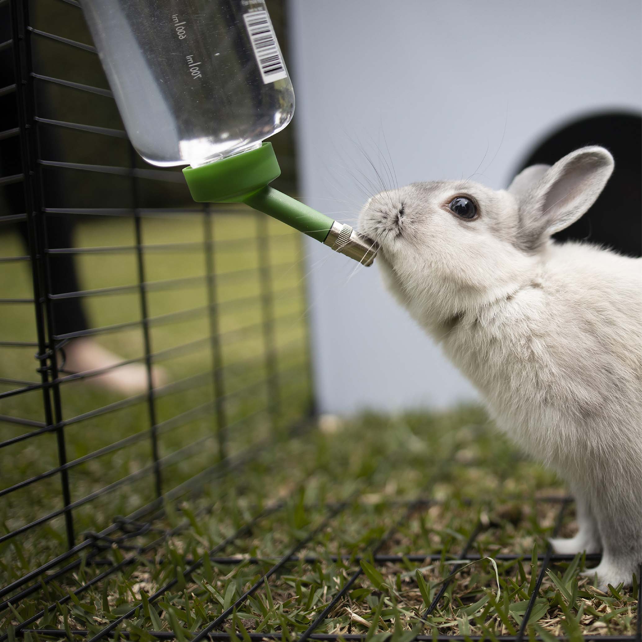 Rabbit water sale bottle australia