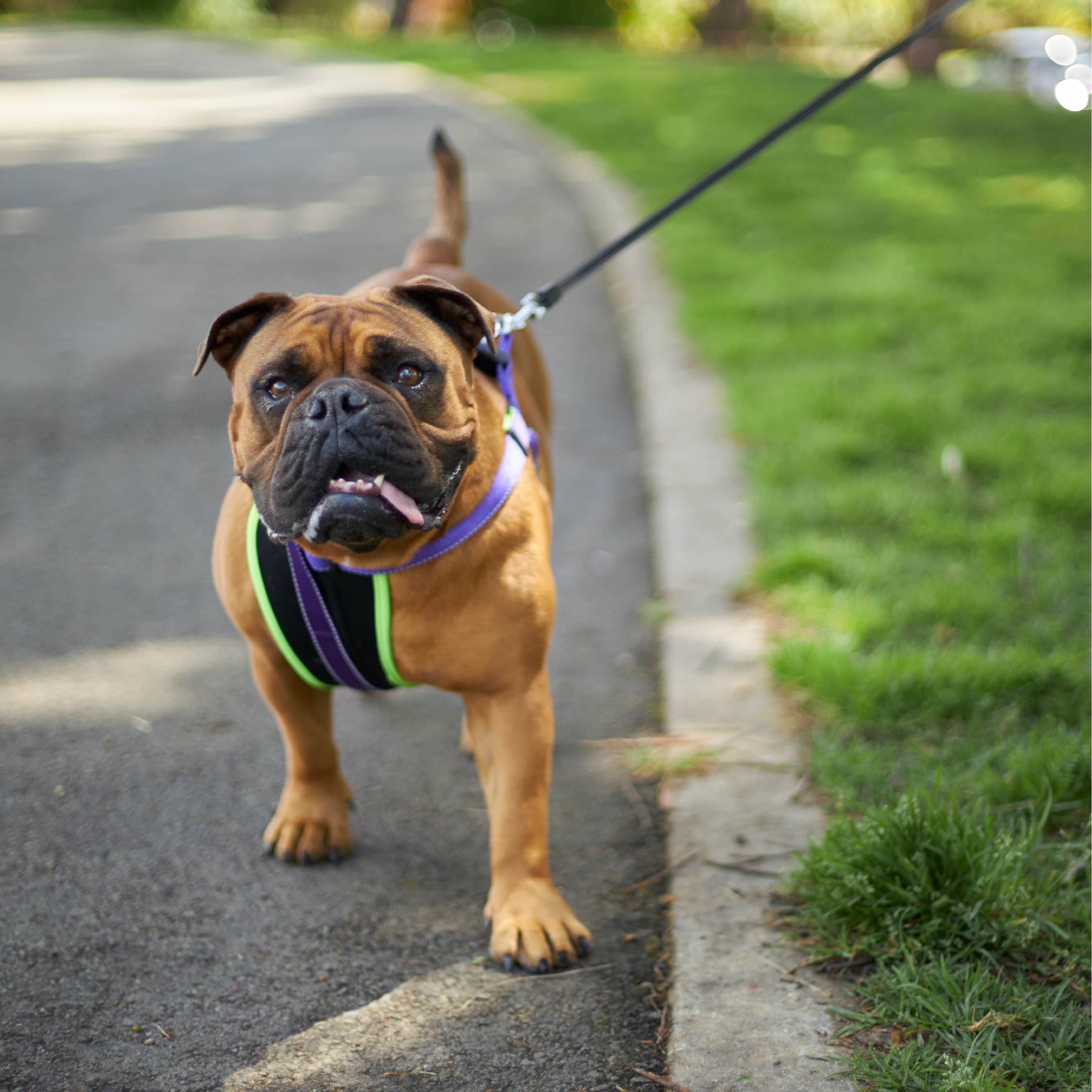 Outdoor dog outlet lead