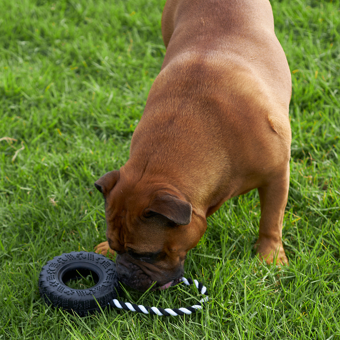 Pitbull proof best sale chew toys