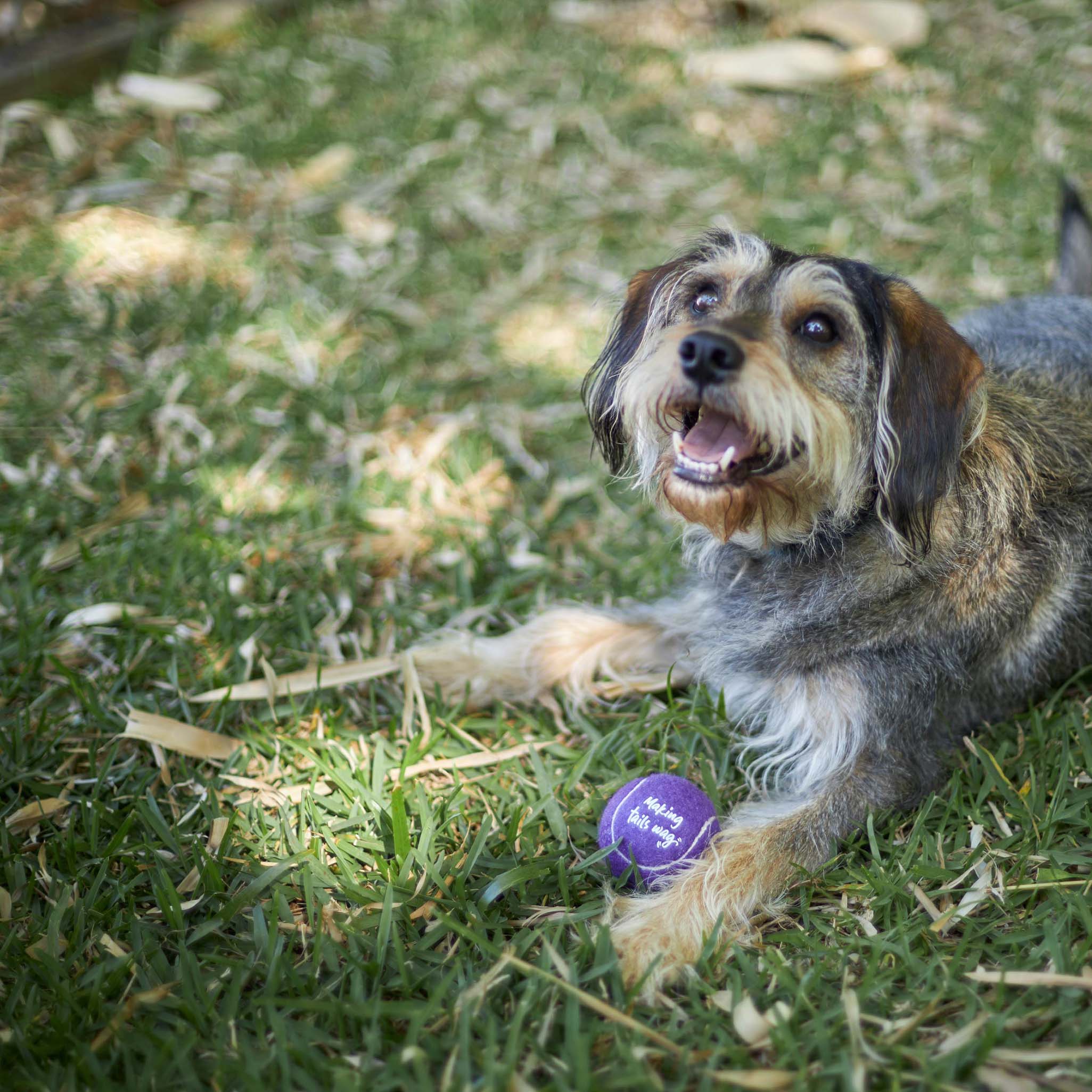 Dog sales thrower toy