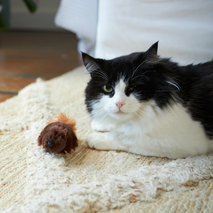 Squishy Squirrel with catnip