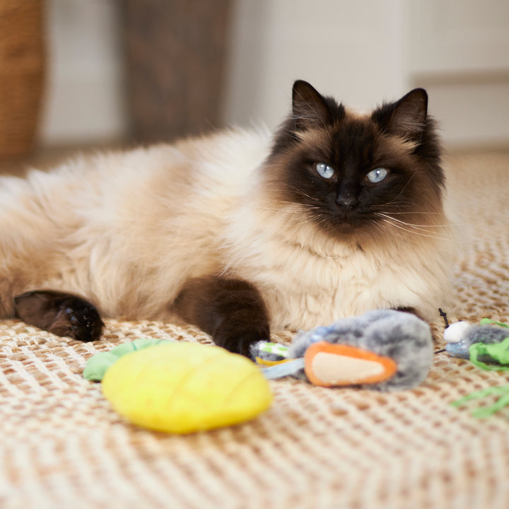 Crinkly Pineapple with catnip