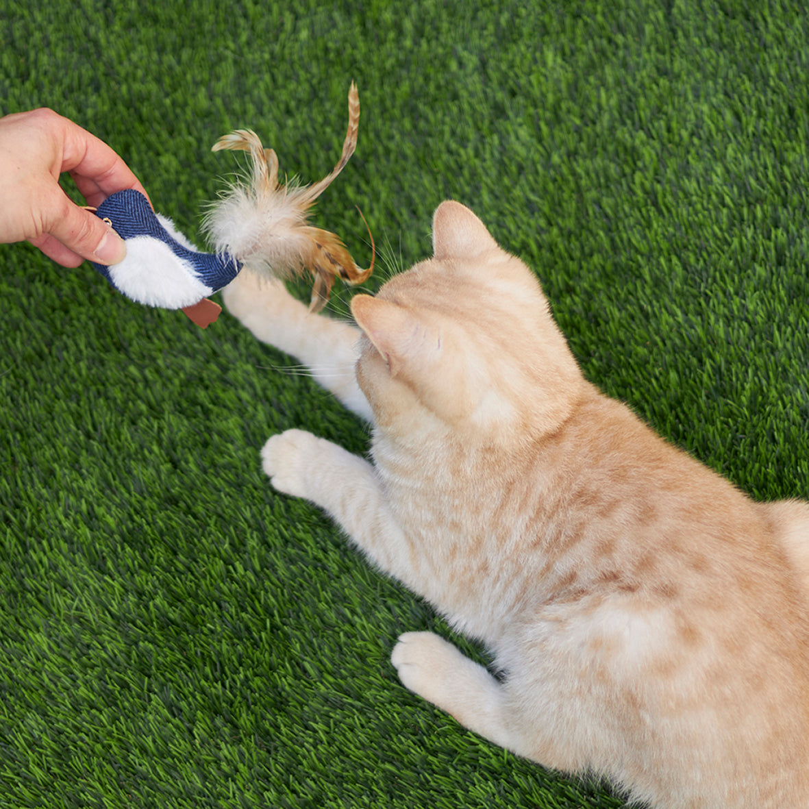 Cat playing with sales bird