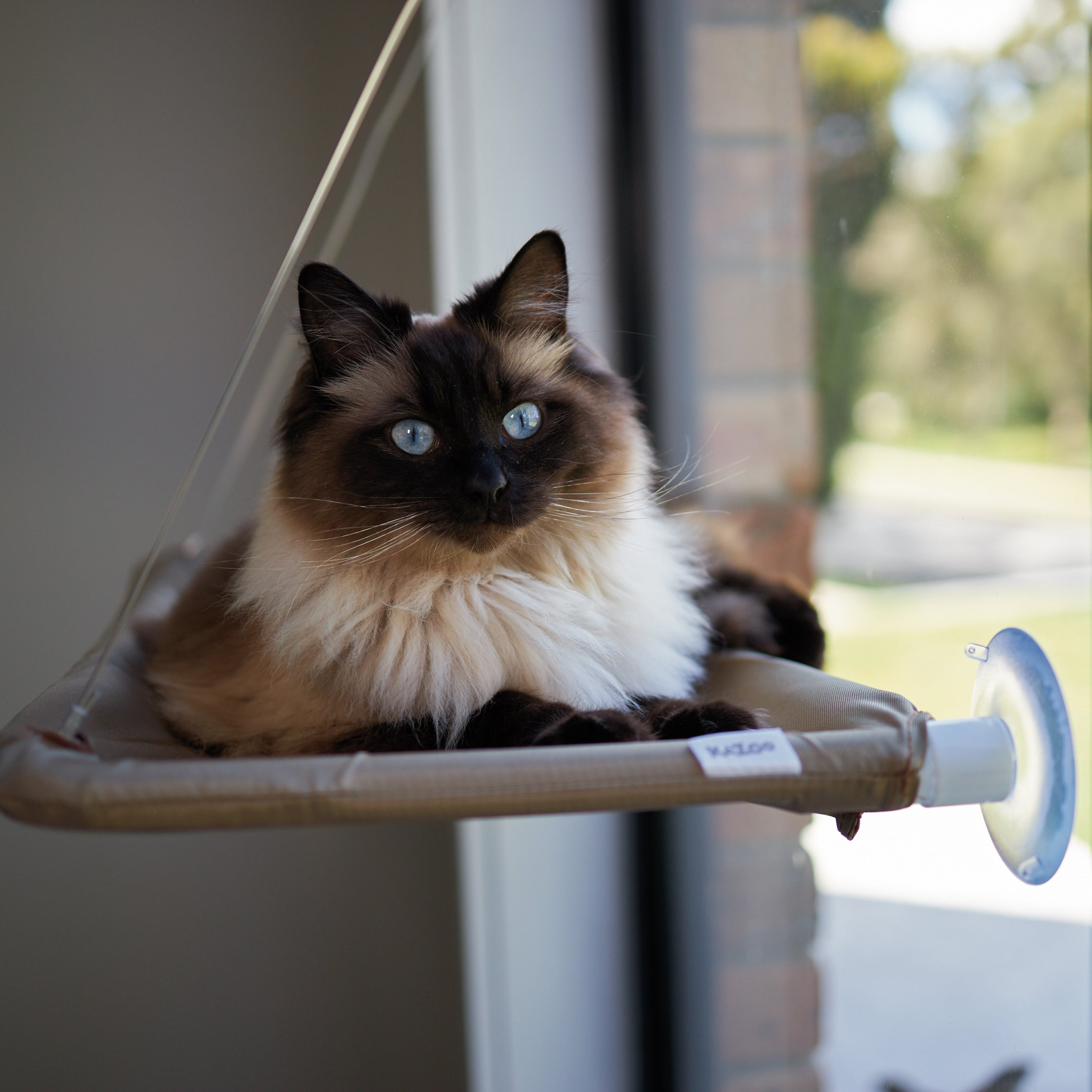 Kazoo cheap cat hammock