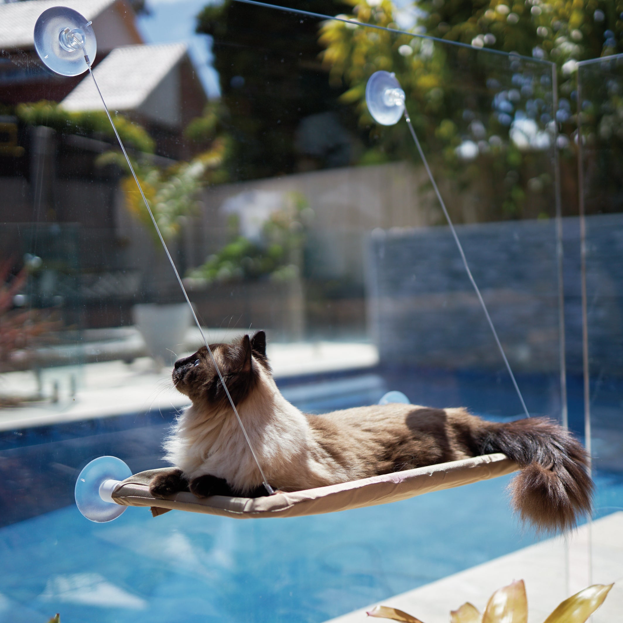 Kazoo cheap cat hammock