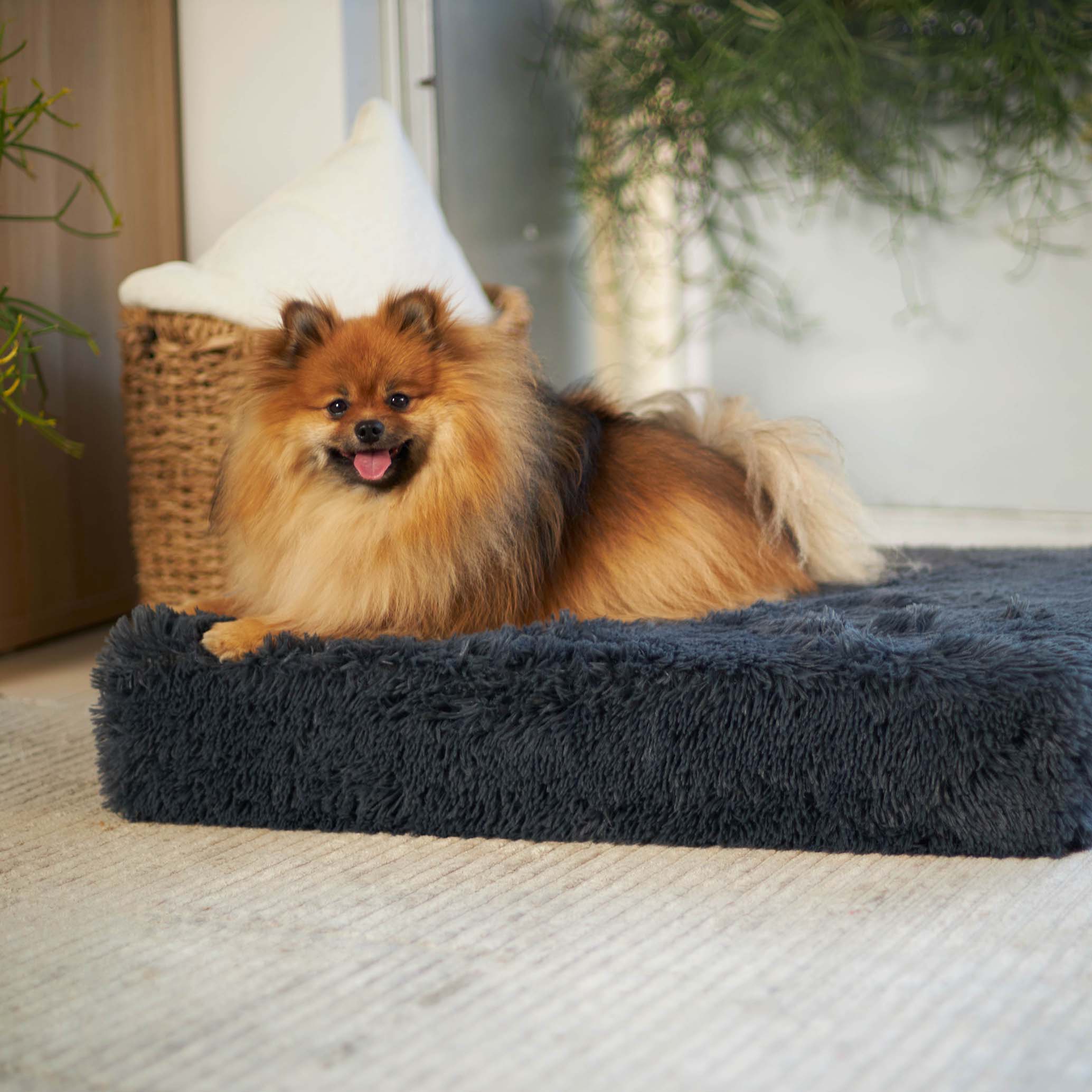 Pomeranian beds clearance for sale