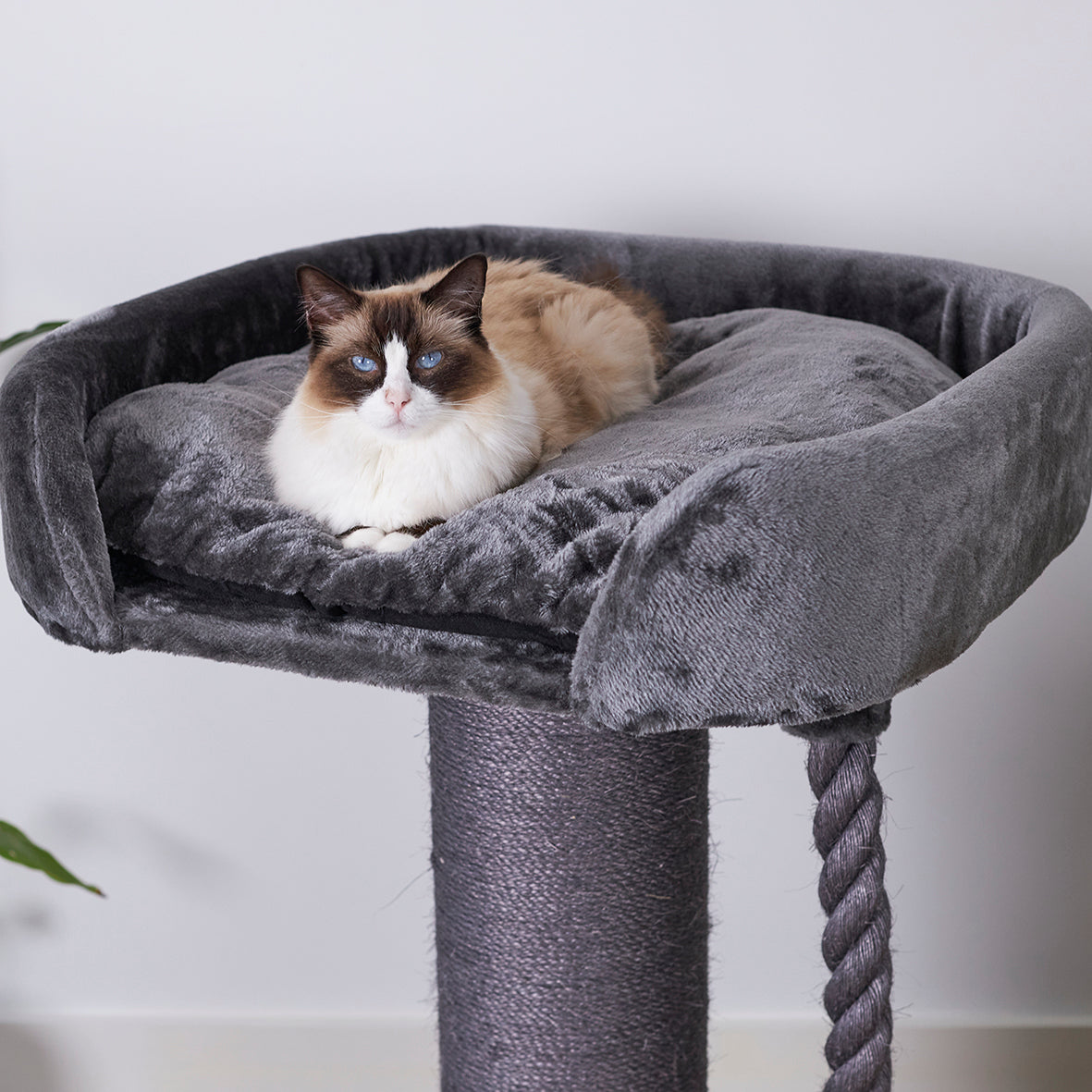 Cat bed clearance high