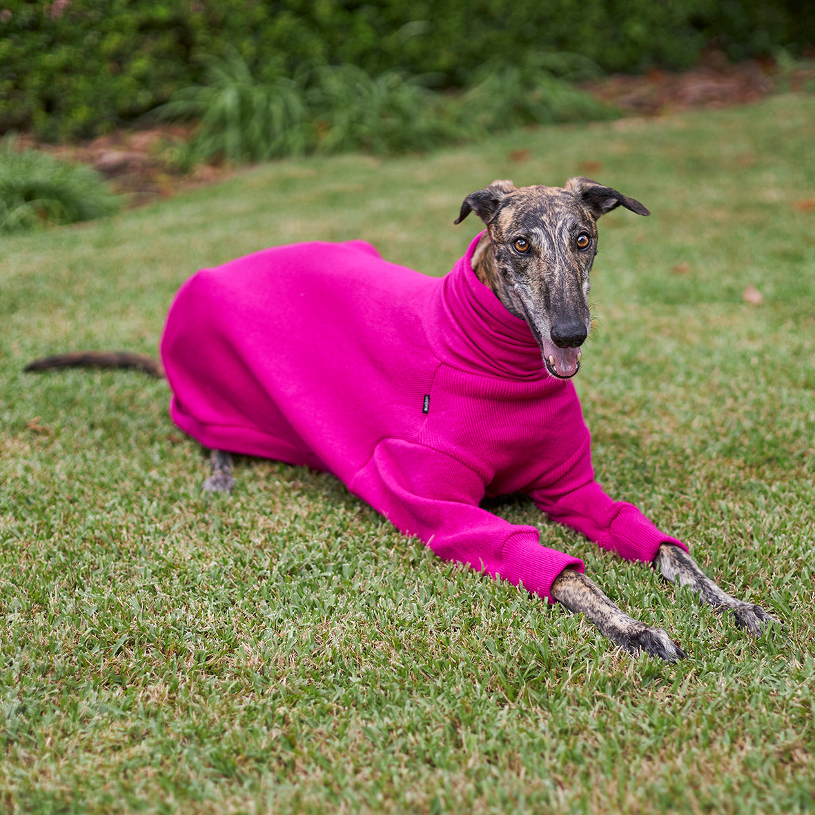 Greyhound hotsell with sweater