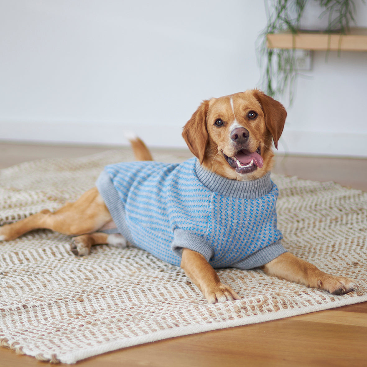 Blue Button Up Knit Dog Jumper Kazoo Pet Co