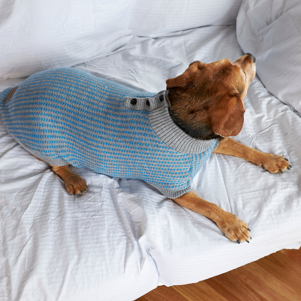 Club monaco dog on sale sweater