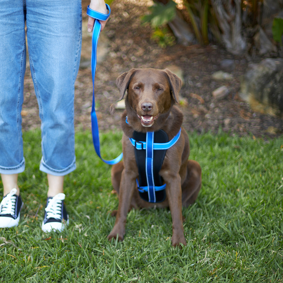 Classic dog outlet harness