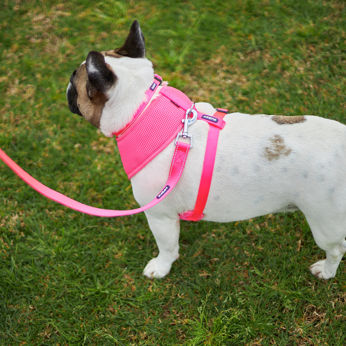 Doggie kingdom outlet harness reviews