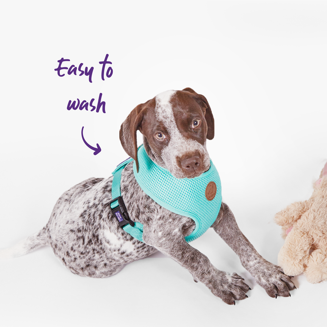 Classic Soft Walking Harness - Mint - Kazoo Pet Co