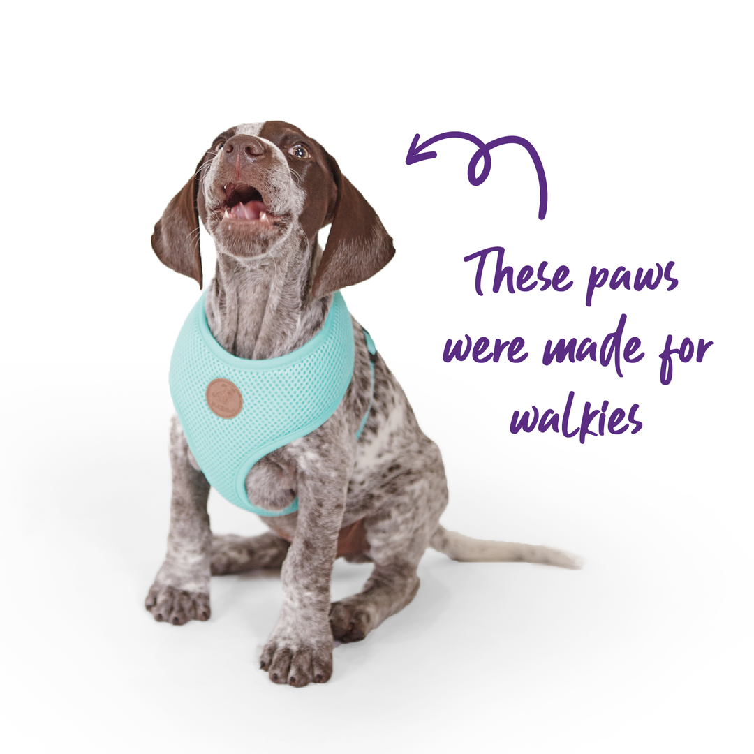 Classic Soft Walking Harness - Mint - Kazoo Pet Co