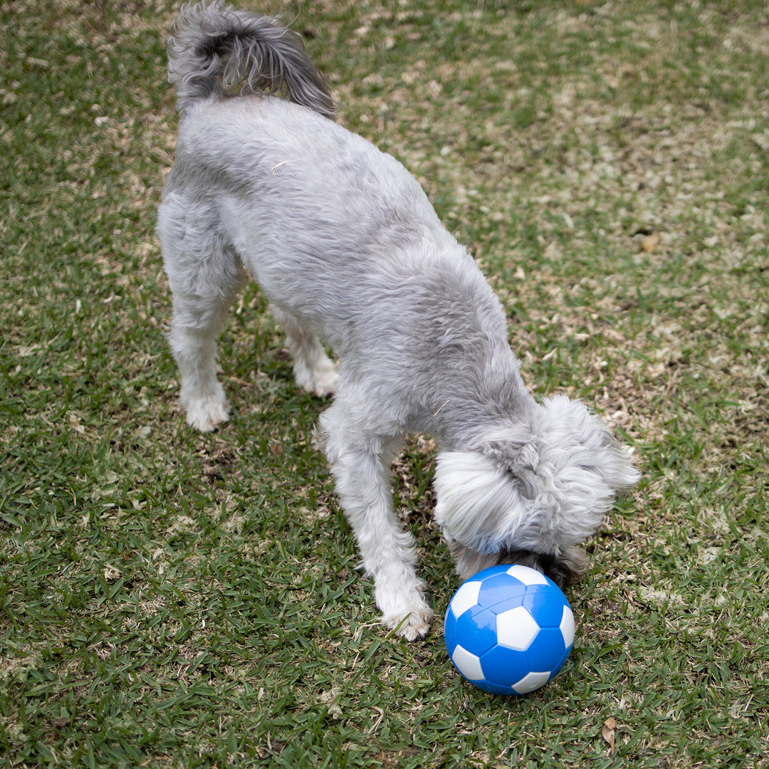 Soccer Treat Ball - Kazoo Pet Co